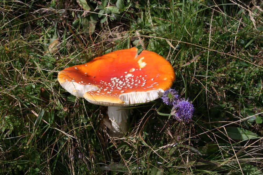 Wandertipp Moorlandschaft in der Ibergeregg.