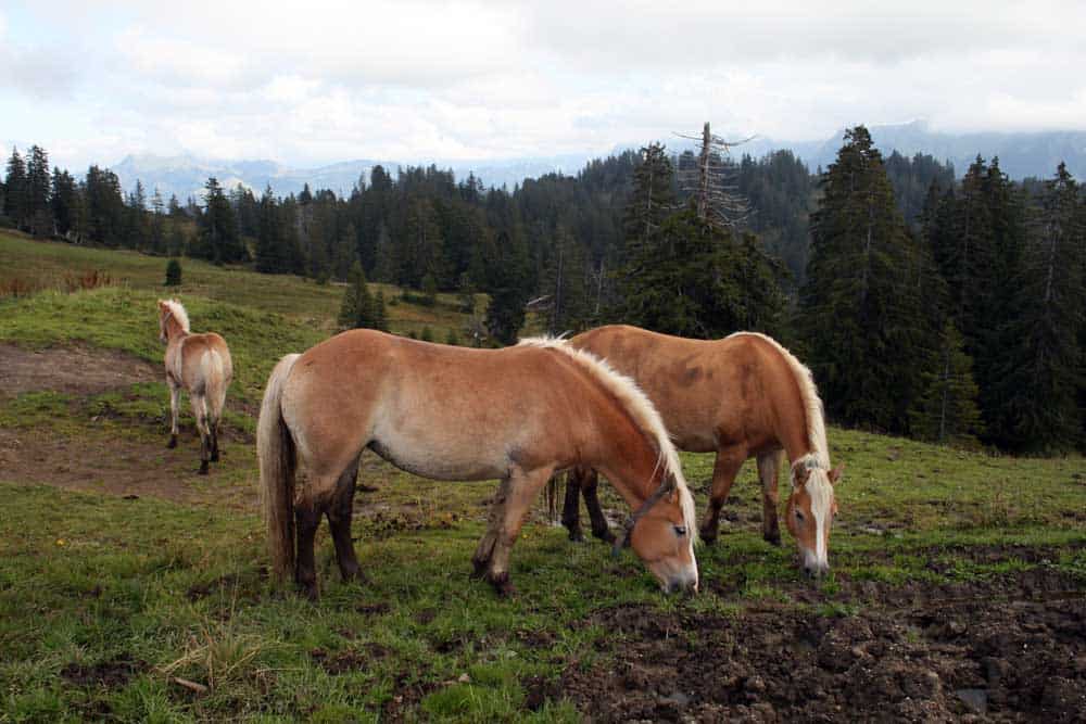 Wandertipp Moorlandschaft in der Ibergeregg.
