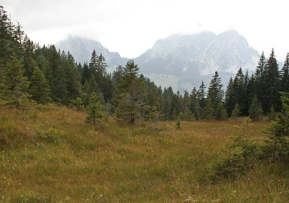 Wandertipp Moorlandschaft in der Ibergeregg.