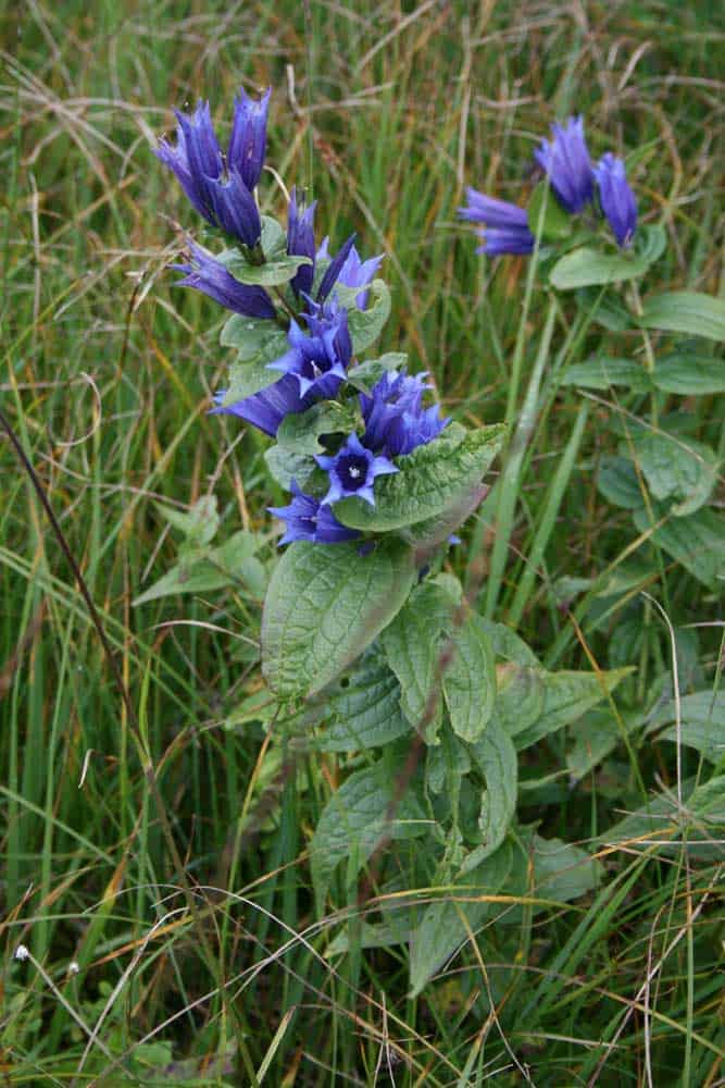 Wandertipp Moorlandschaft in der Ibergeregg.