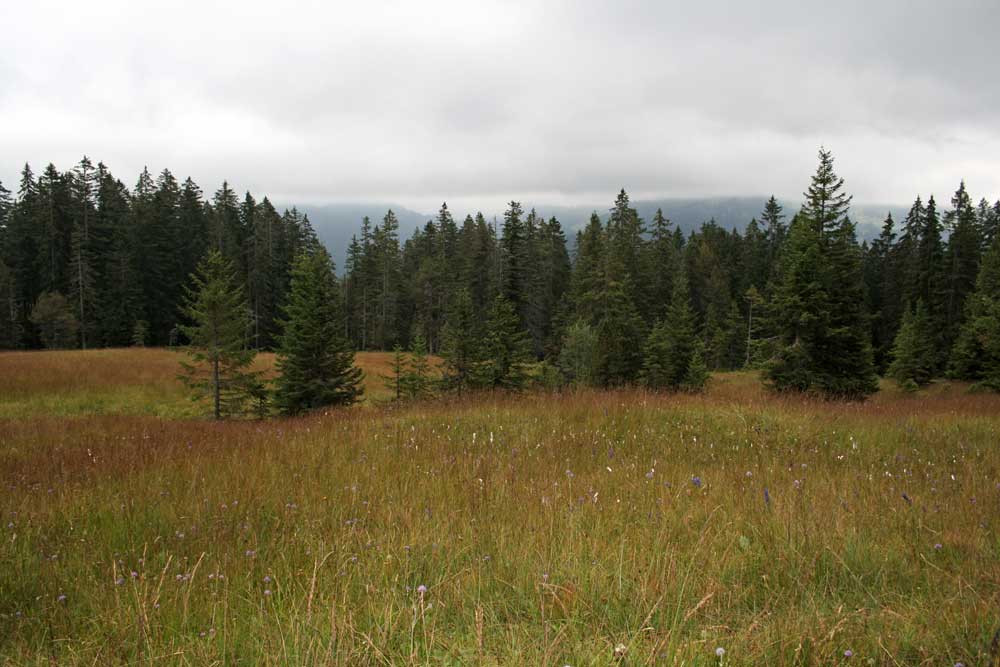 Wandertipp Moorlandschaft in der Ibergeregg.
