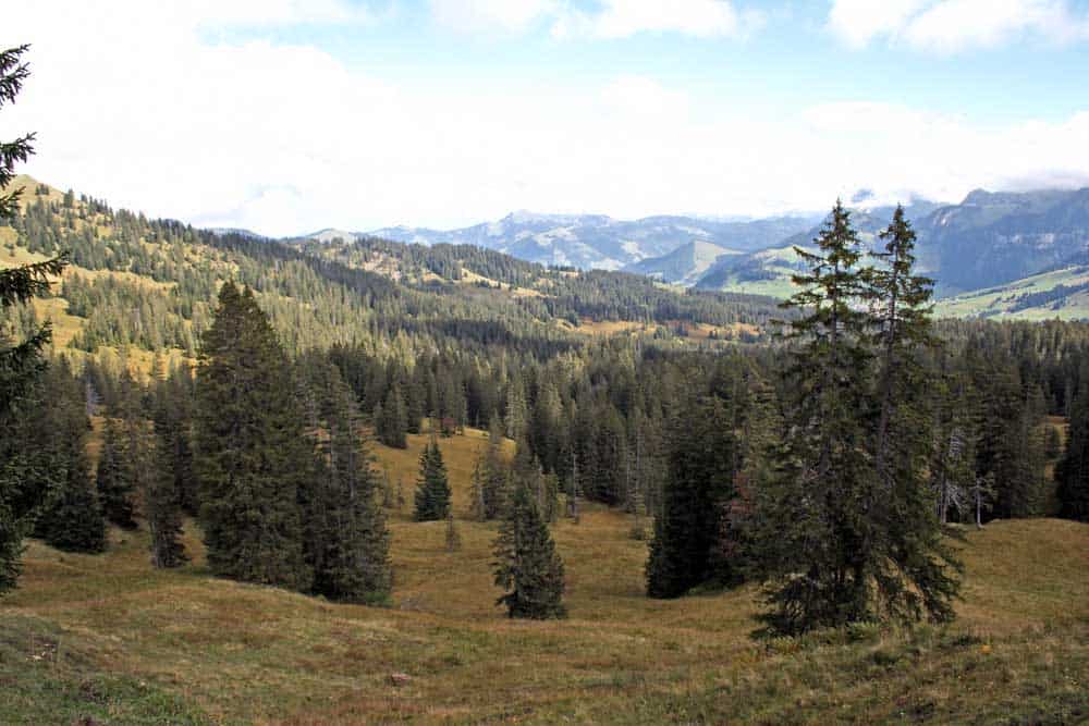 Wandertipp Moorlandschaft in der Ibergeregg.