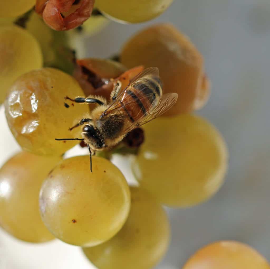 Eine Honigbiene auf Trauben.