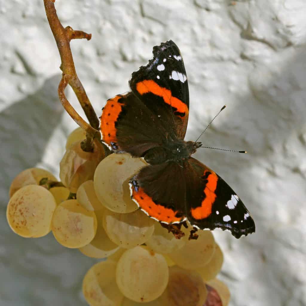 Der Schmetterling Admiral auf Trauben.