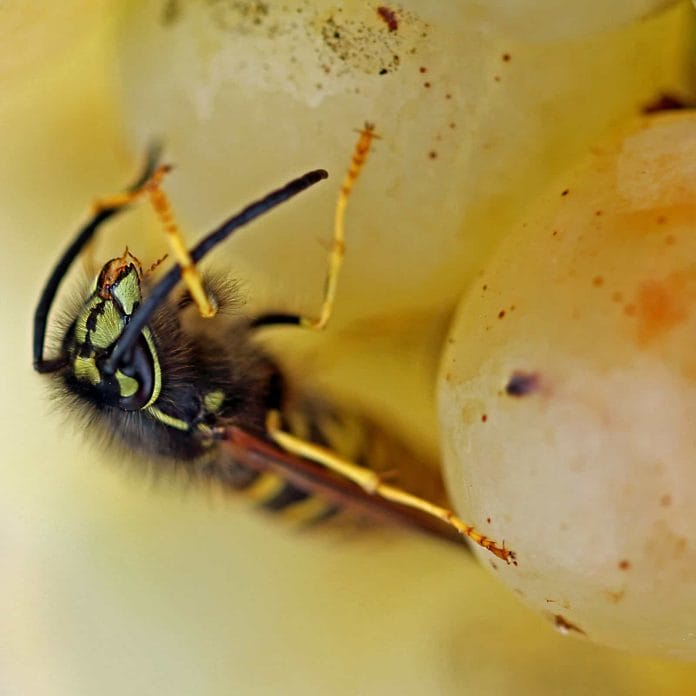 Gemeine Wespe (Vespula vulgaris) auf Trauben.