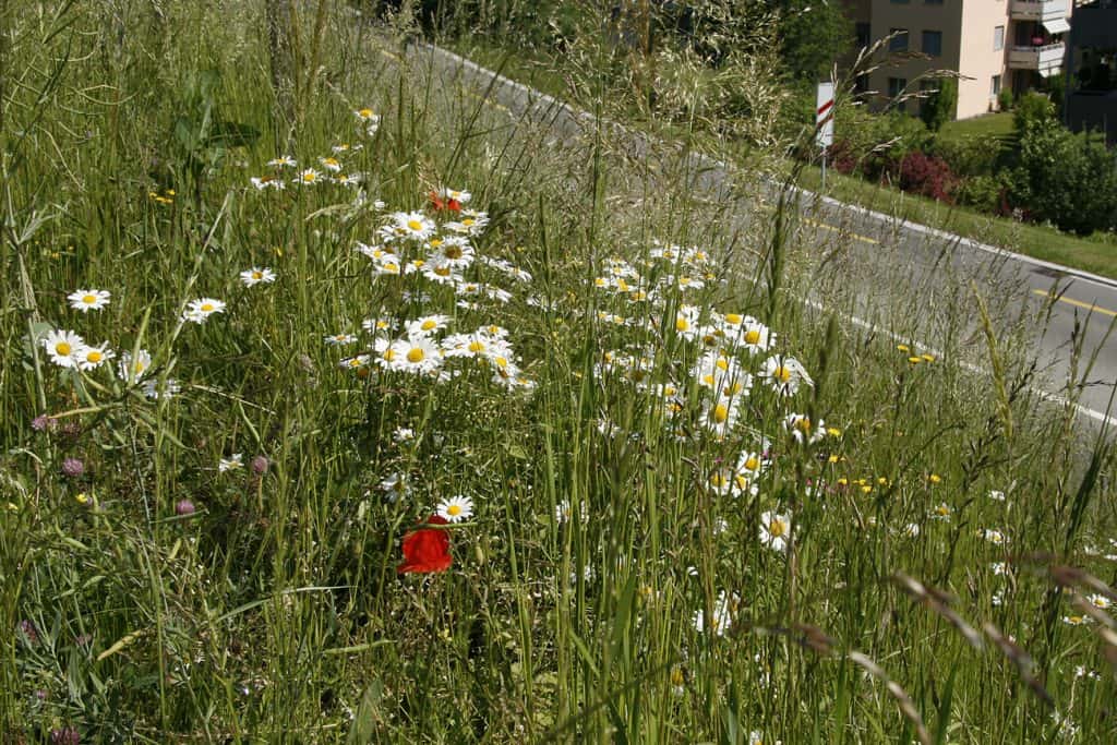 Wiese am Strassenrand sorgt für Blumenvielfalt.