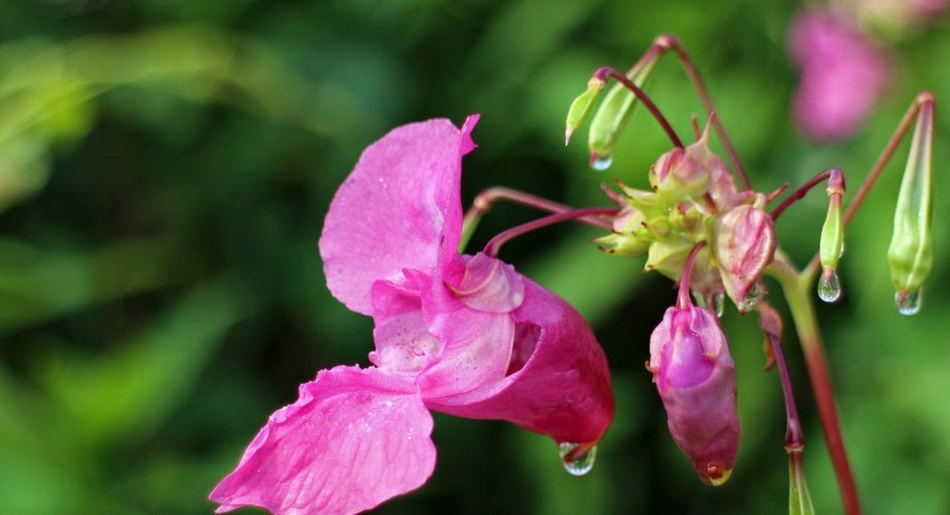 Das drüsige Springkraut gehört zu den invasiven Neophyten und gefährdet die Pflanzen Artenvielfalt..