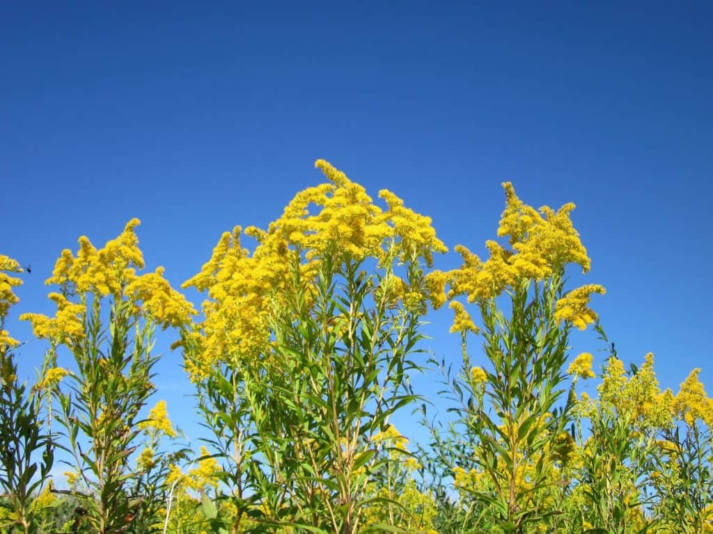Kanadische Goldrute vor blauem Himmel