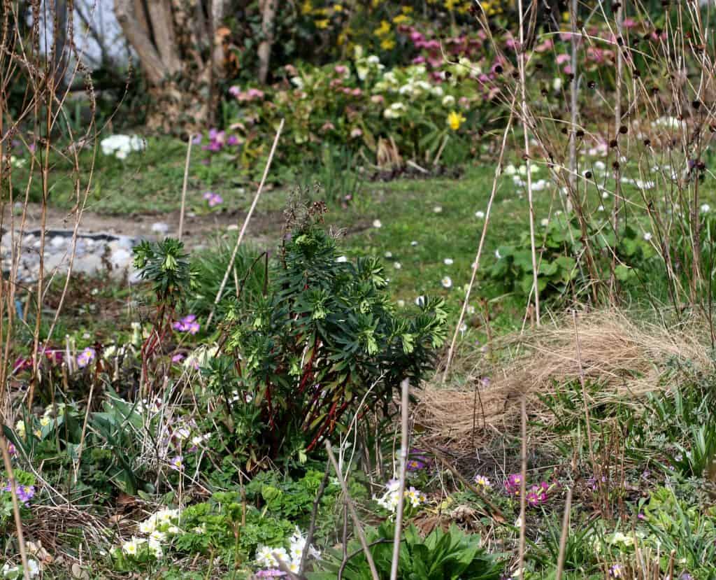 Blick in den naturnahen Garten.