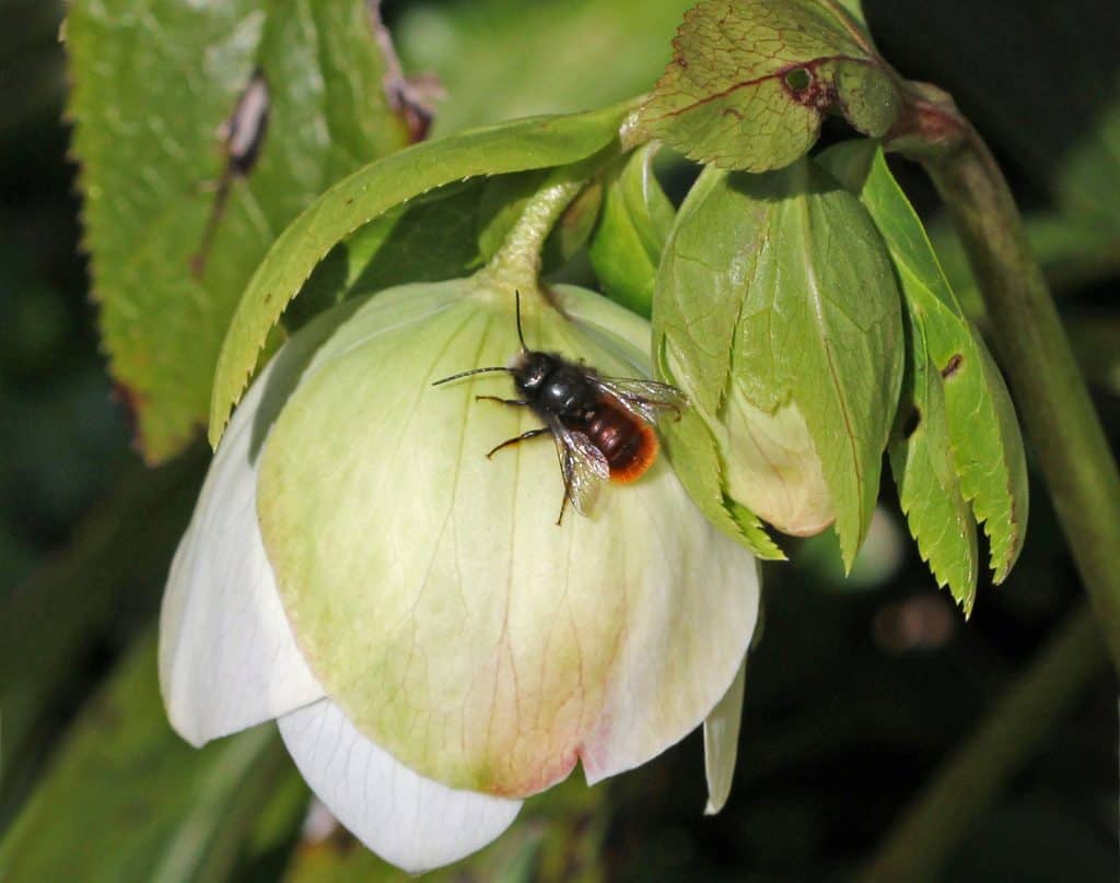Mauerbiene auf Blüte.
