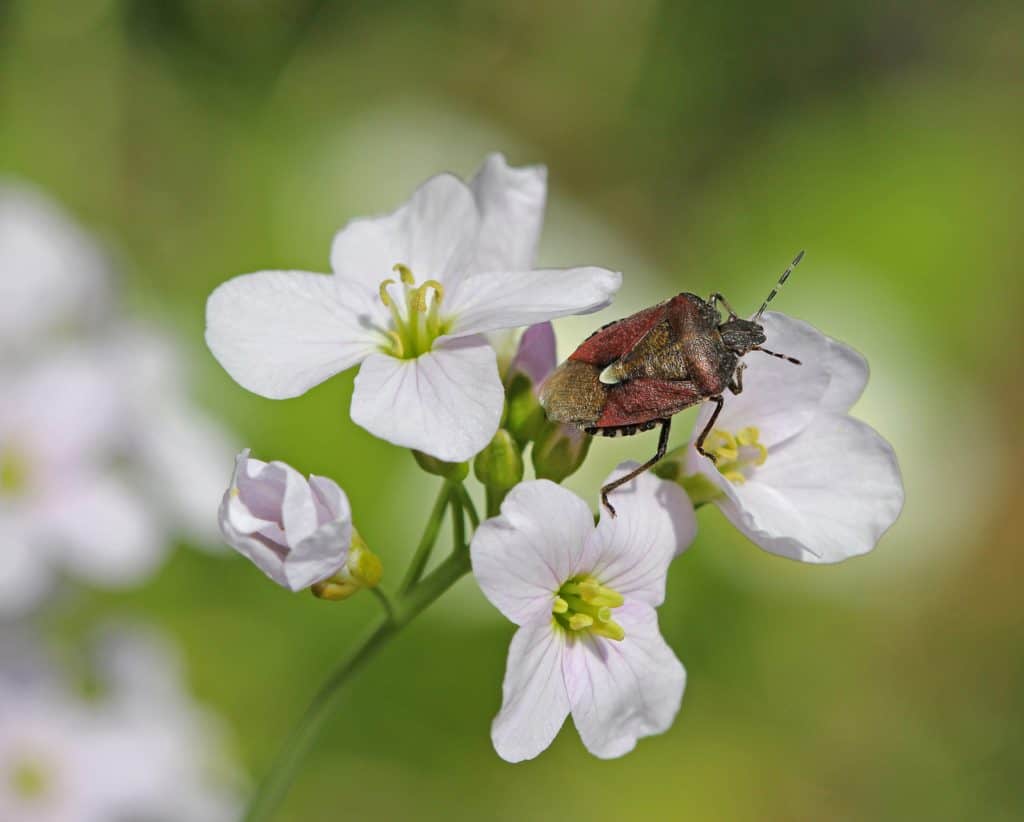Wanze auf Blüte.