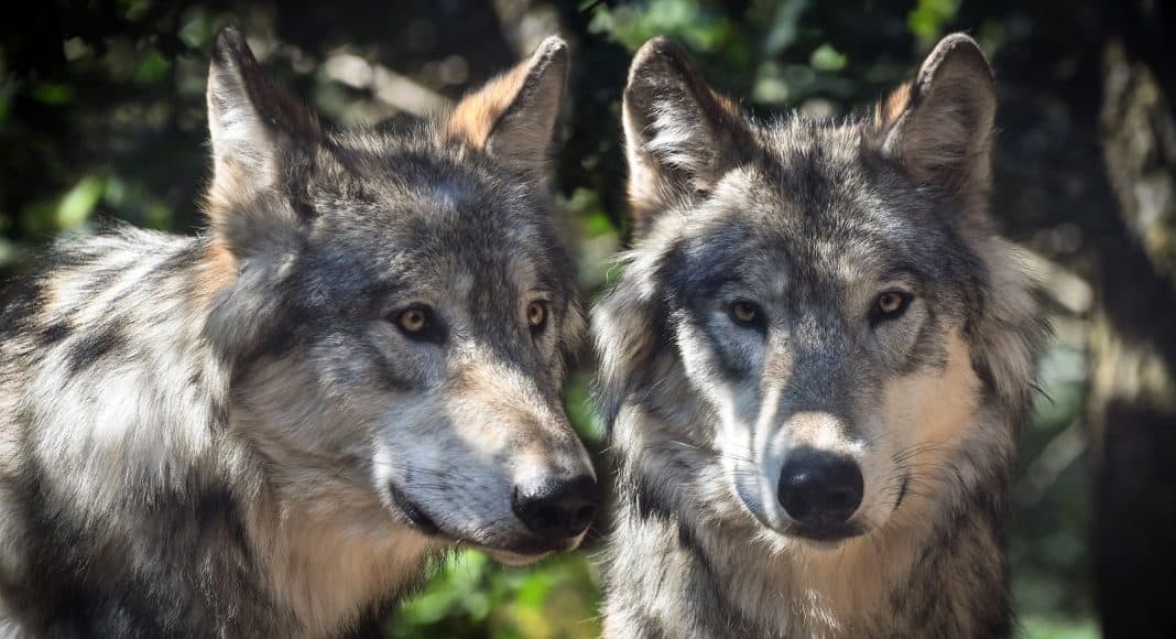 Zwei Wölfe.