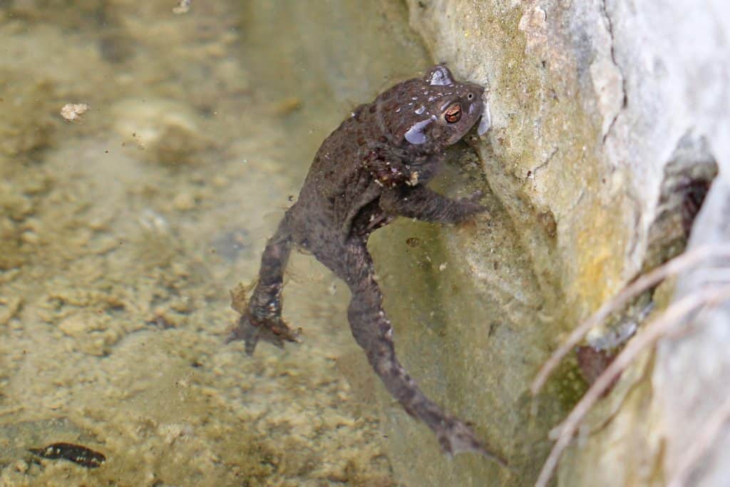 Eine Erdkröte im Teich.