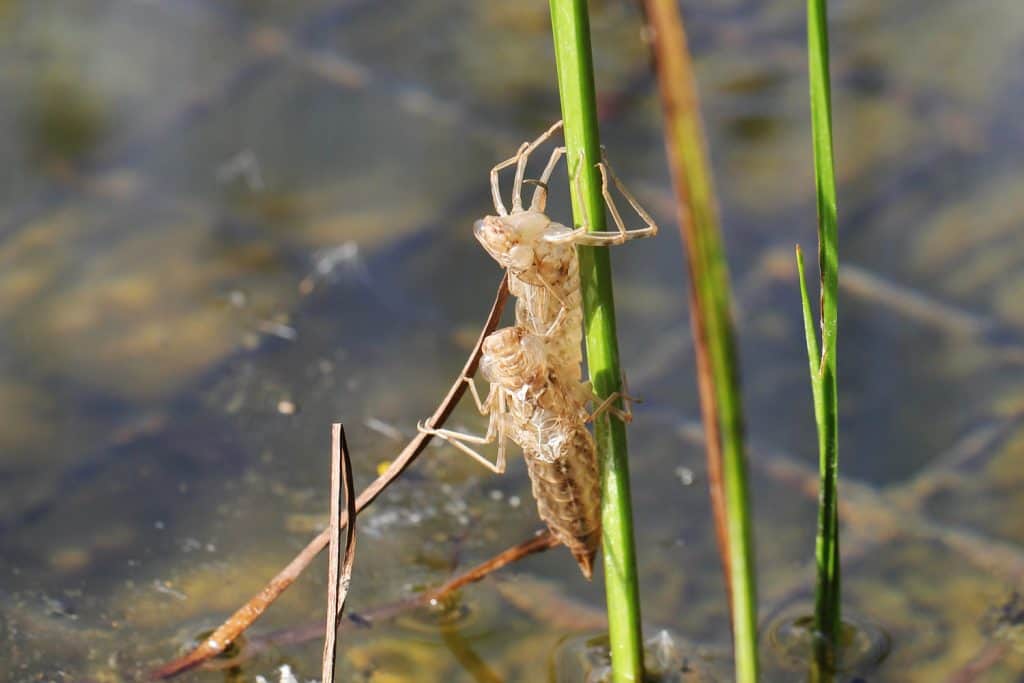 Die Larvenhüllen von Libellen.