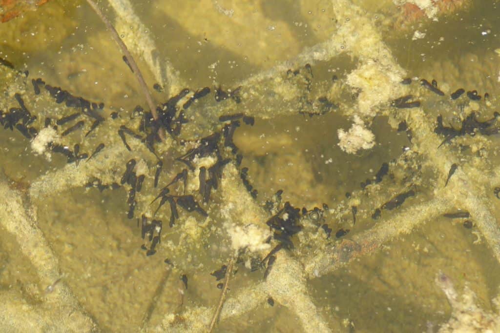 Kaulquappen im Teich.