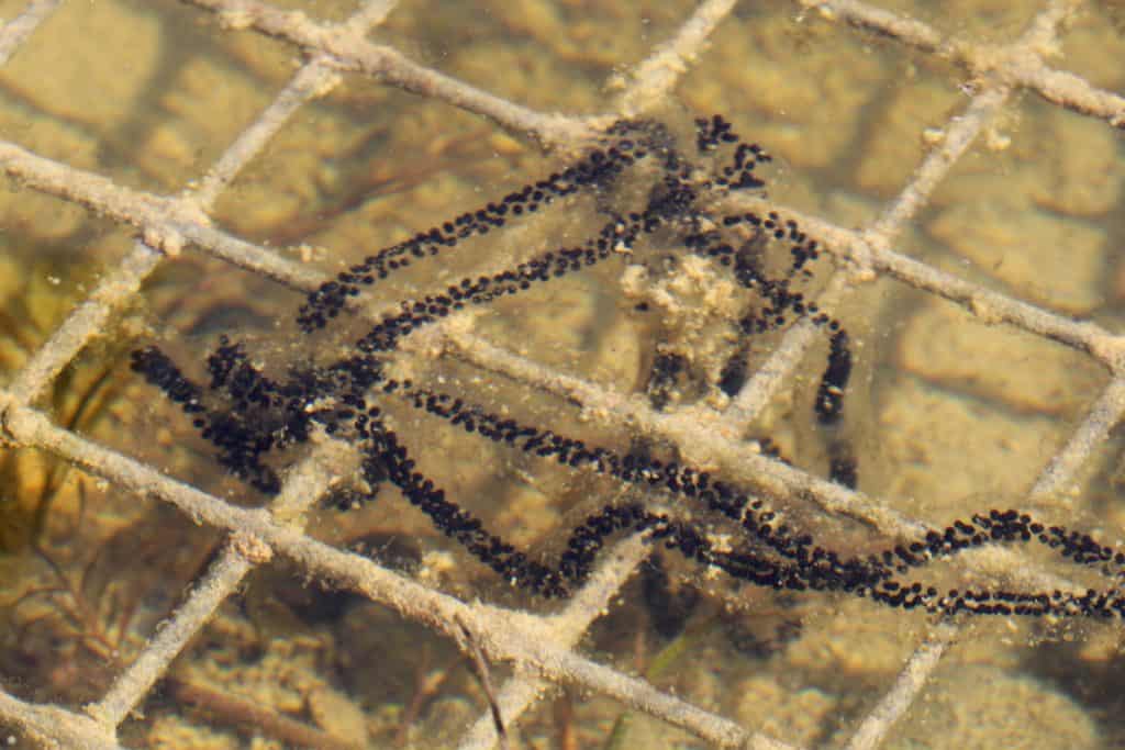 Eine Laichschnur im Teich.