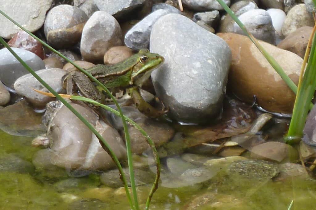 Wasserfrosch am Teich.