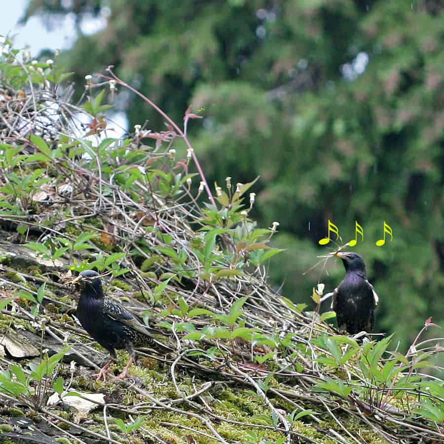 Stare in einer Birke.