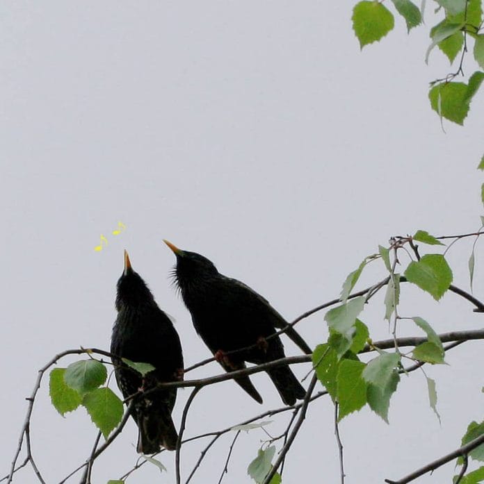 Zwei Stare singen in einer Birke.