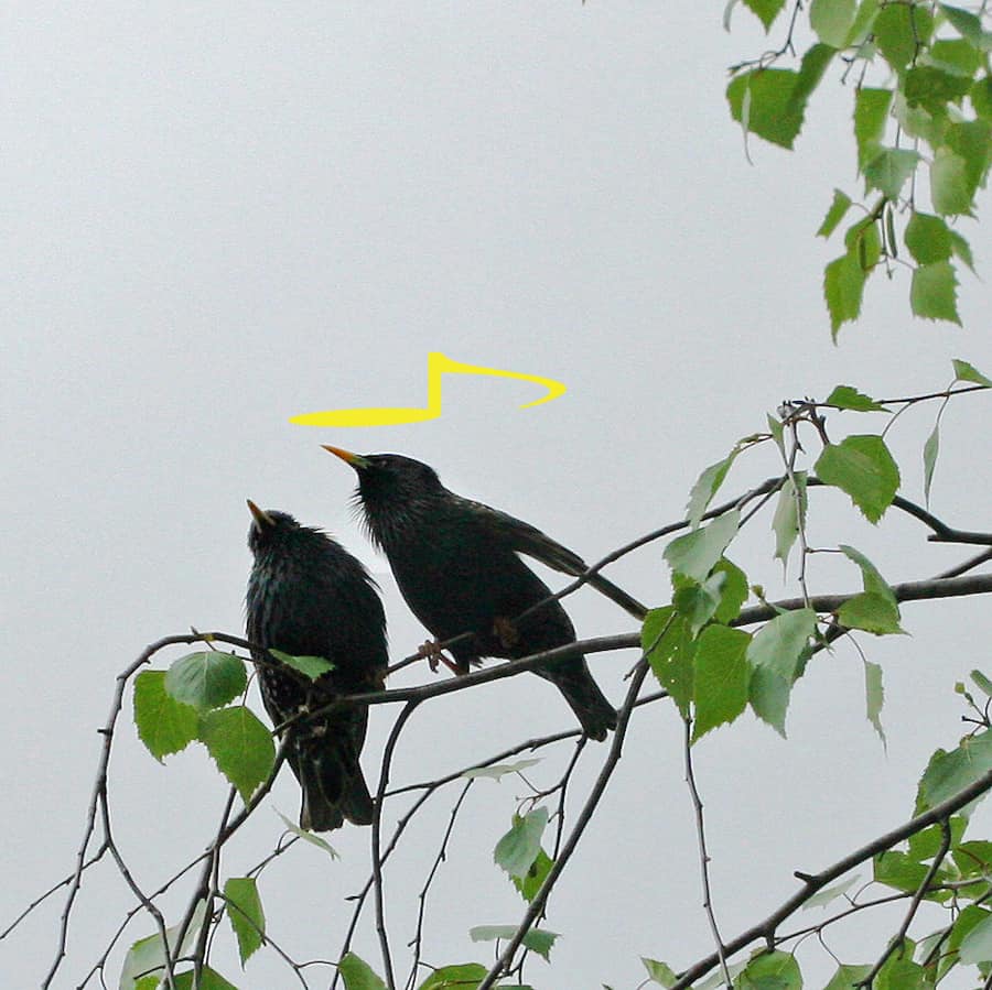 Zwei Stare pfeiffen in einer Birke.