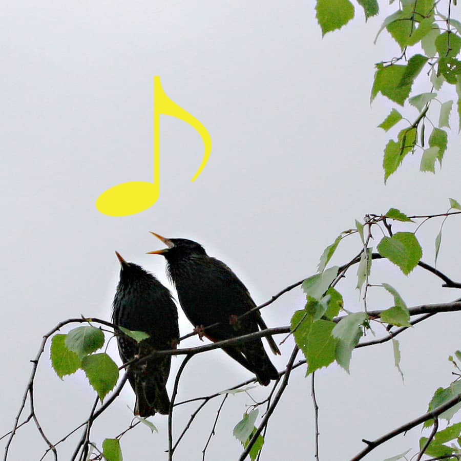 Zwei Stare singen auf der Birke.