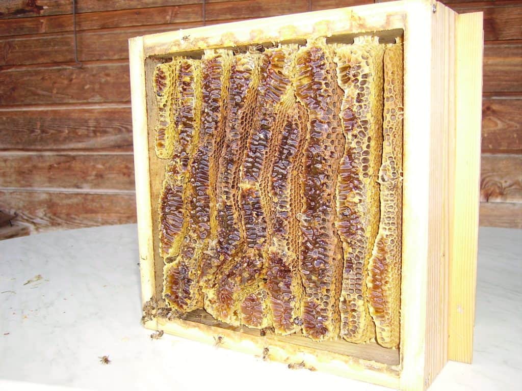 So sieht eine natürliche Bienenwabe aus.