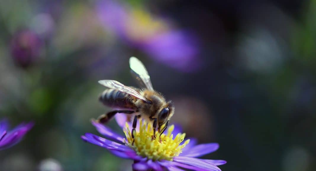 Eine Wildbiene auf einer Blüte.