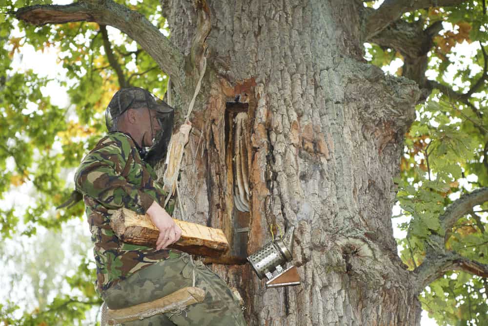 Ein Zeidler, der sich um seine Bienen kümmert.