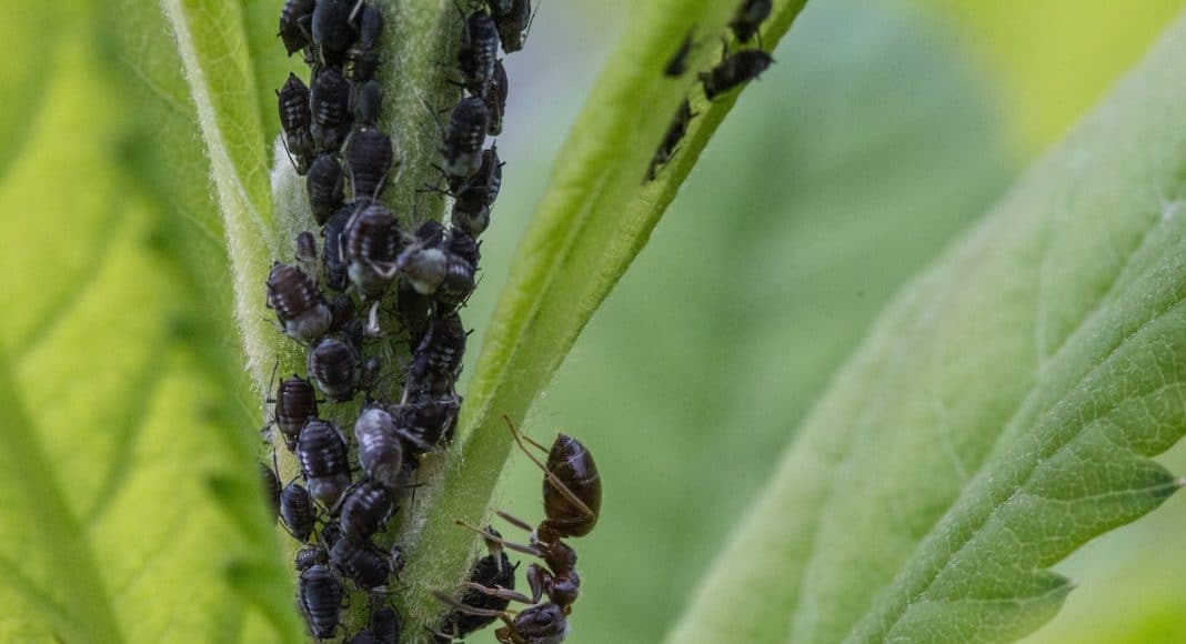 Läuse können im Garten eine Plage sein.