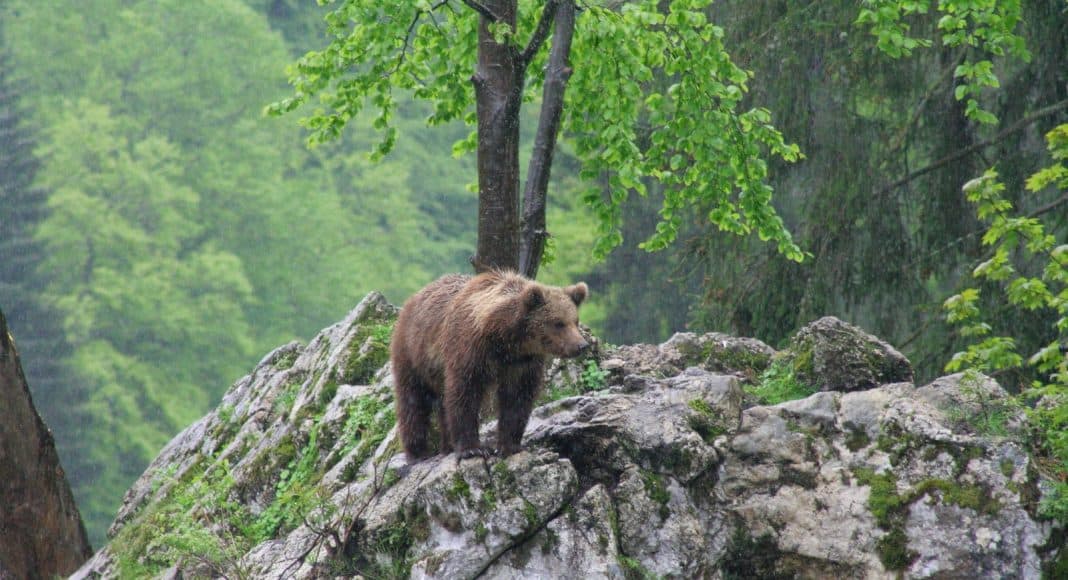 Der Bär wiederbesiedelt die Schweiz.