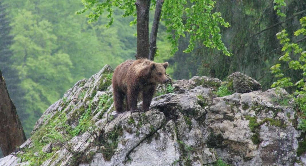 Der Bär wiederbesiedelt die Schweiz.