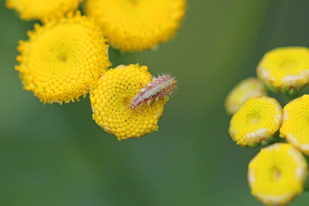 Larve einer Florfliege auf einem Rainfarn.