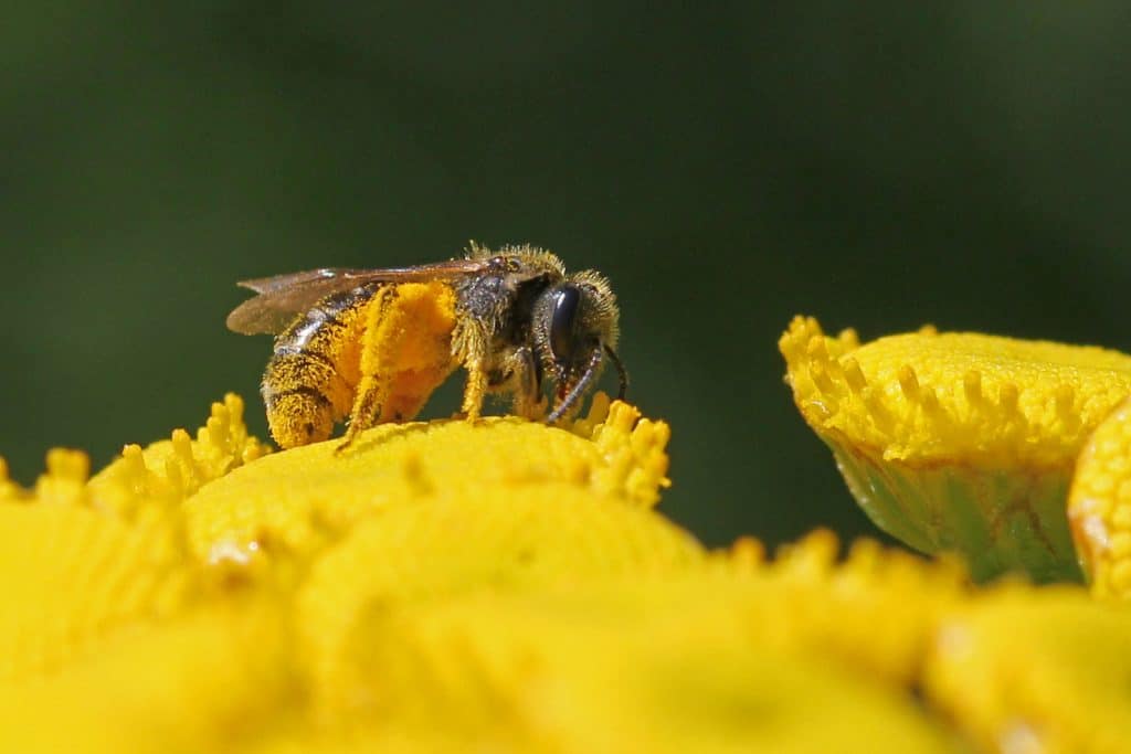 Eine Löcherbiene Osmia truncorum auf Rainfarmblüte.