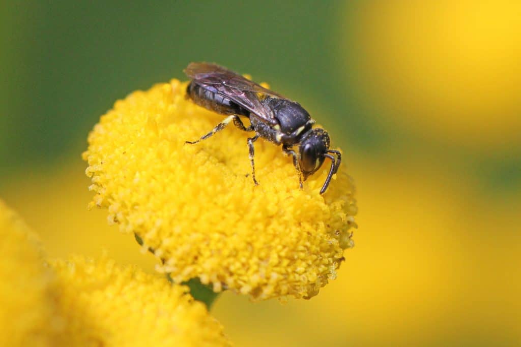 Das Weibchen einer Maskenbiene auf Rainfarnblüte.