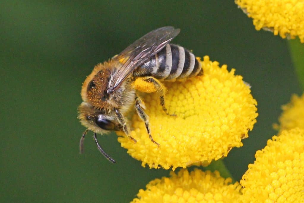 Die Seidenbiene Colletes similis, liebt Korbblütler.