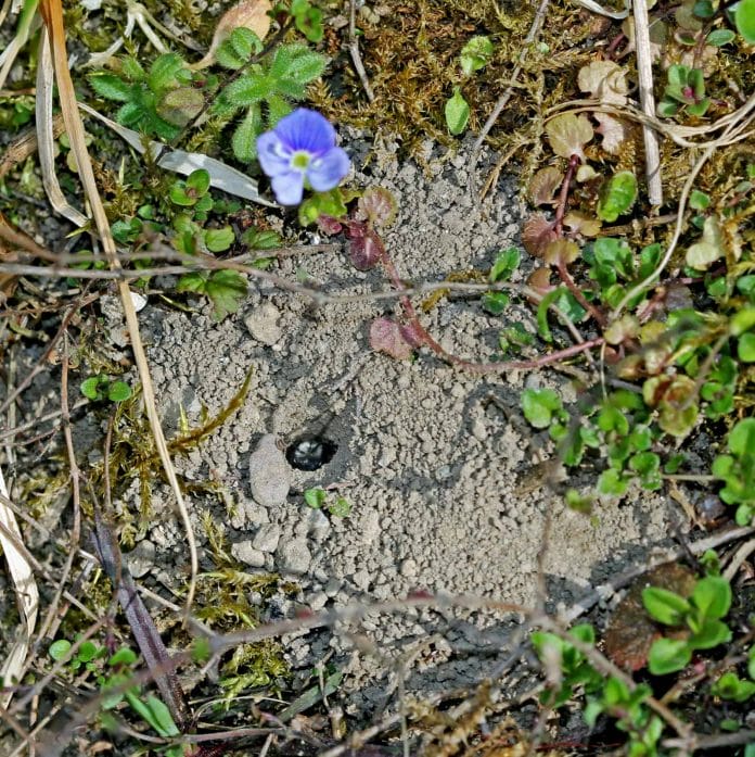 Ein Nest einer Wildbiene (Andrena cineraria) im Boden.