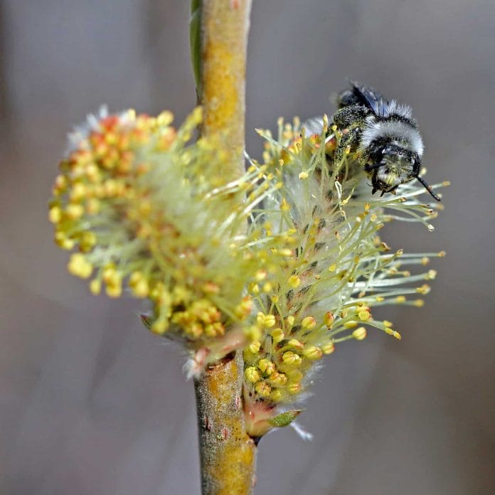 Eine Wildbiene (Andrena cineraria) auf einer Blüte.