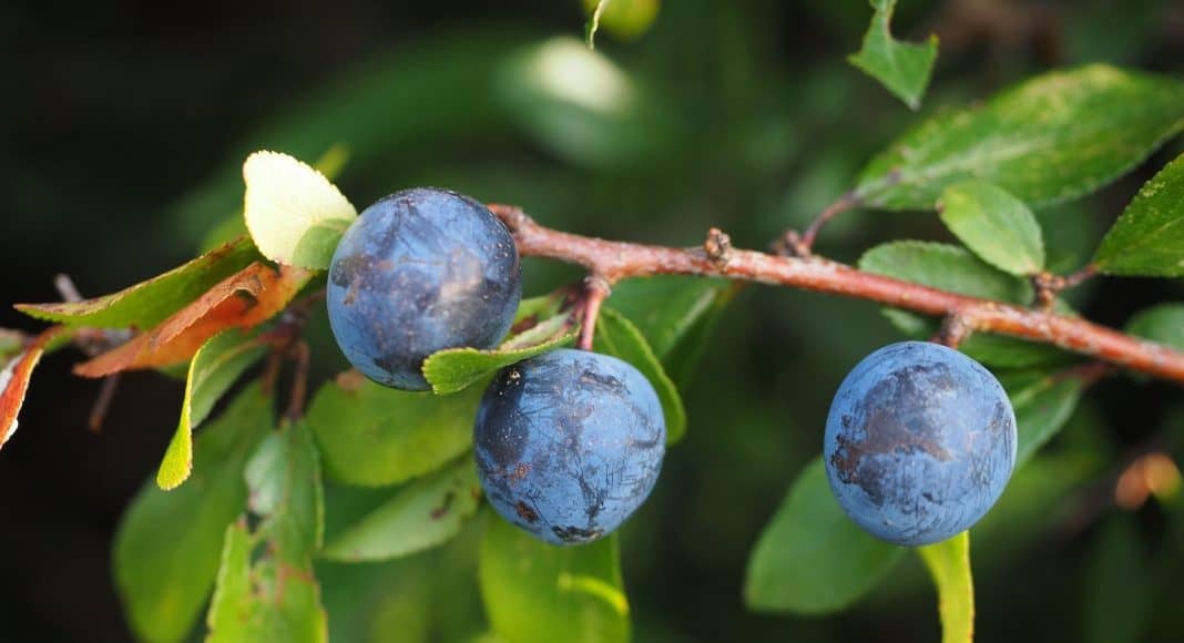 Der Schwarzdorn ist ein einheimischer Strauch und mit seinen Beeren wichtig für die Vögel.