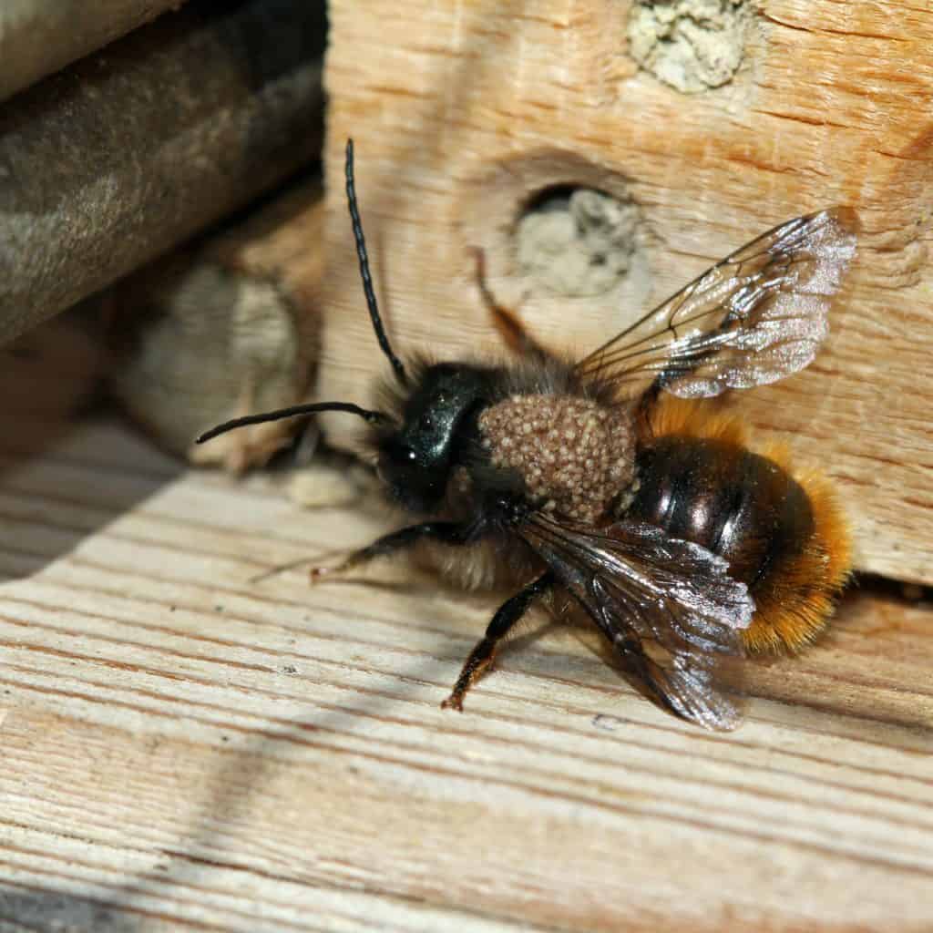 Milben an einer Wildbiene: Osmia bicornis