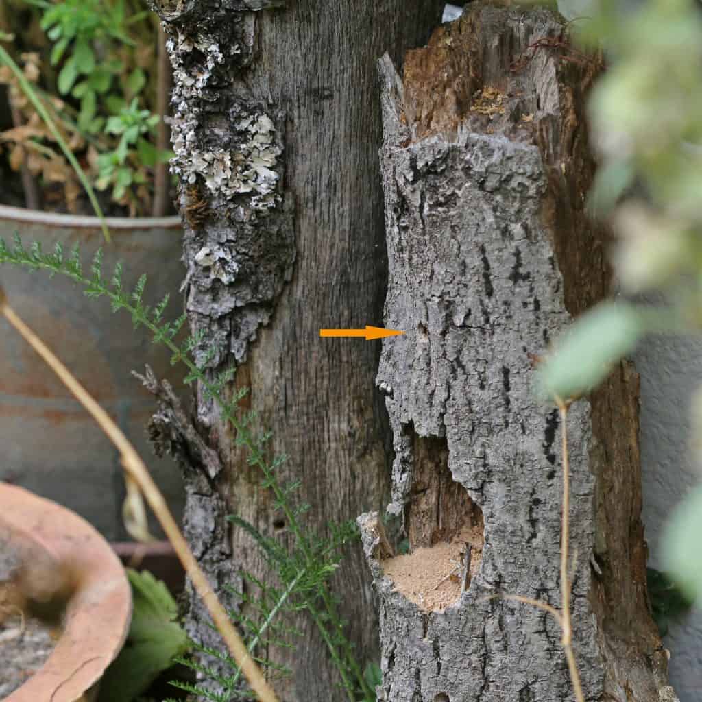 Nistplatz einer Wildbiene (Waldpelzbiene) im Holz.