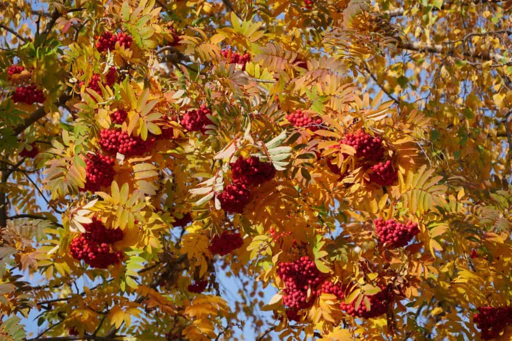 Einheimische Hecken, hier ein Vogelbeerbaum.