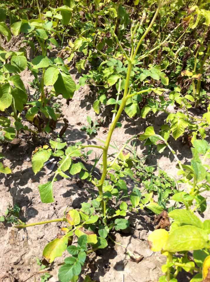 Totenkopfschwärmer auf Kartoffelpflanze.