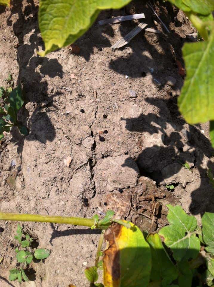 Kotspuren der Totenkopfschwärmer Raupe am Boden.