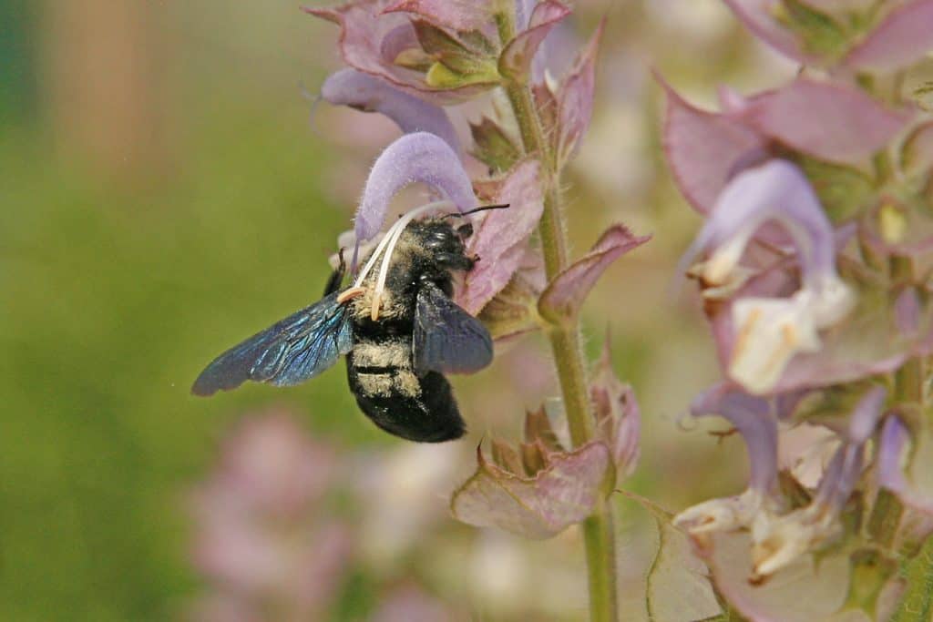 Die Blaue Holzbiene ist auf Totholz angewiesen.