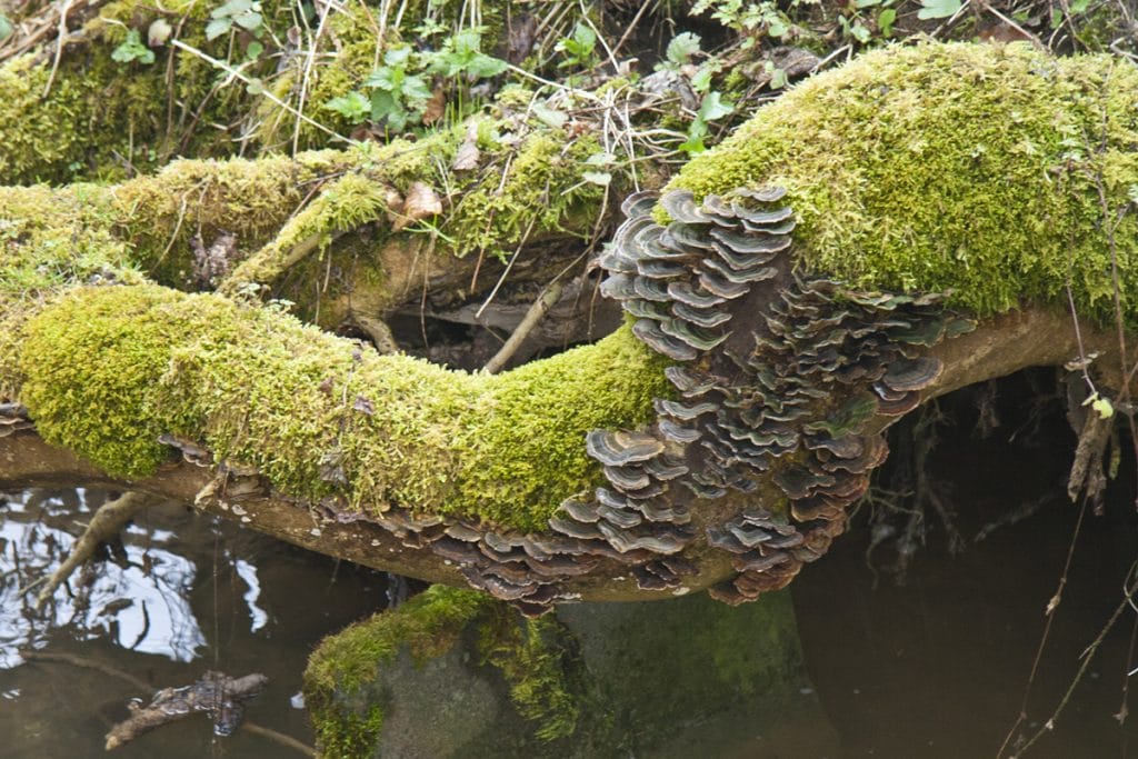 Pilzgarten auf Totholz