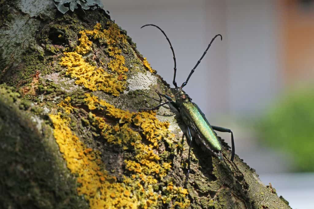 Ein Moschusbock liebt Totes Holz.