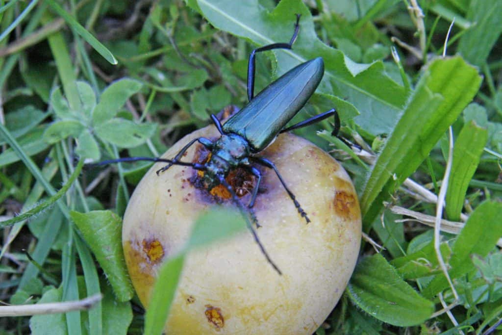 Moschusbock auf Obst.