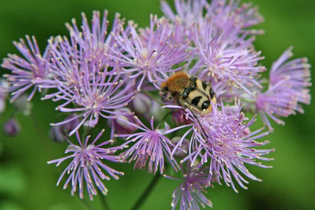Die Larve des Pinselkäfers ernähren sich unter anderem von Totholz.