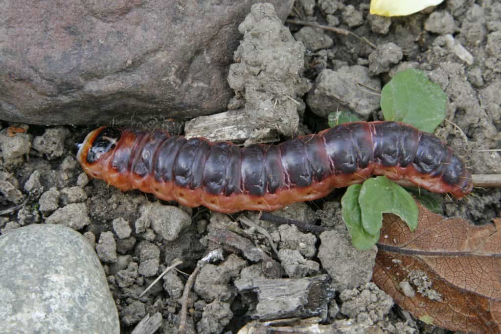 Die Weidenbohrer-Raupe ist auf Totes Holz angewiesen.