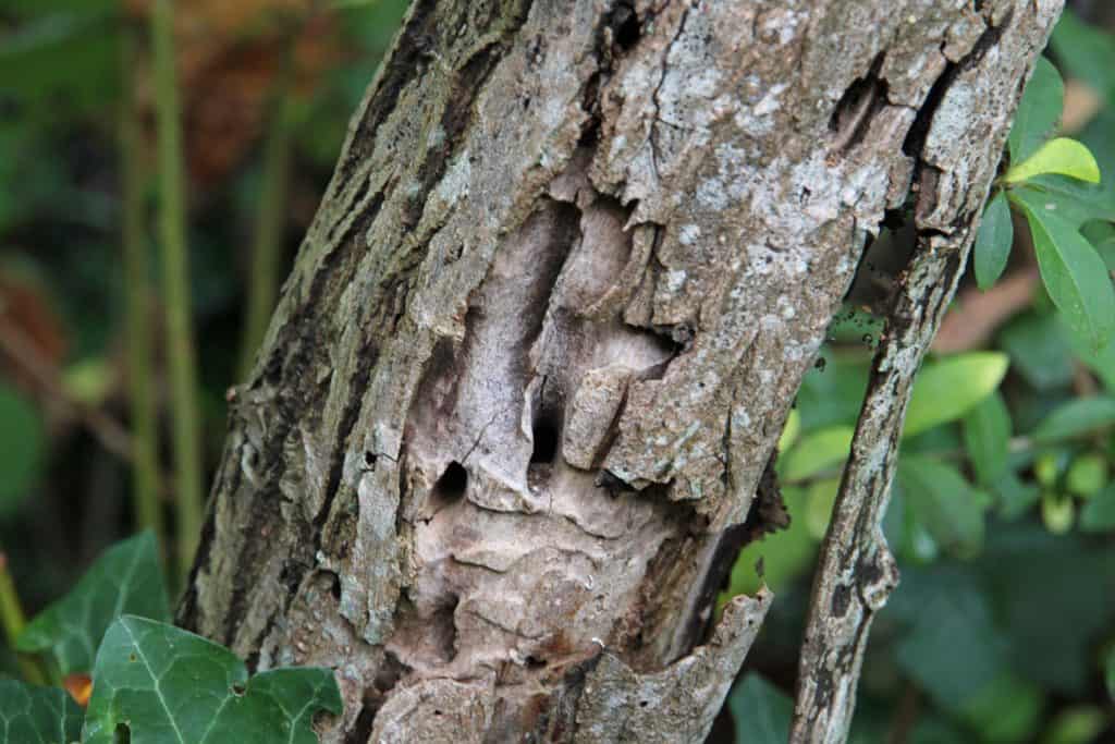 Ein abgestrobener Weidestamm.